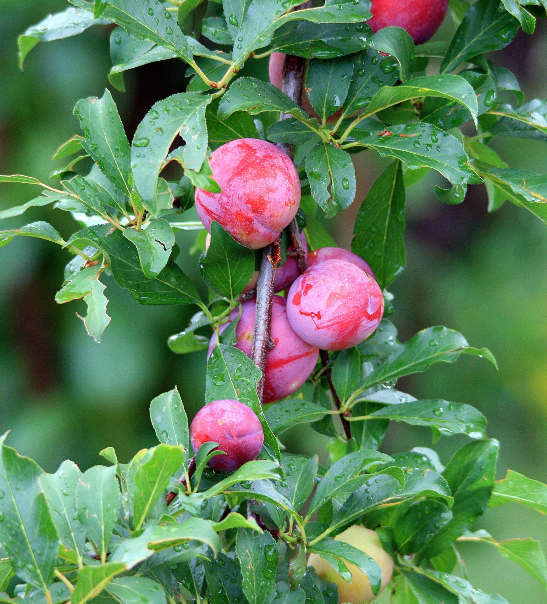 tree fruit plums free photo