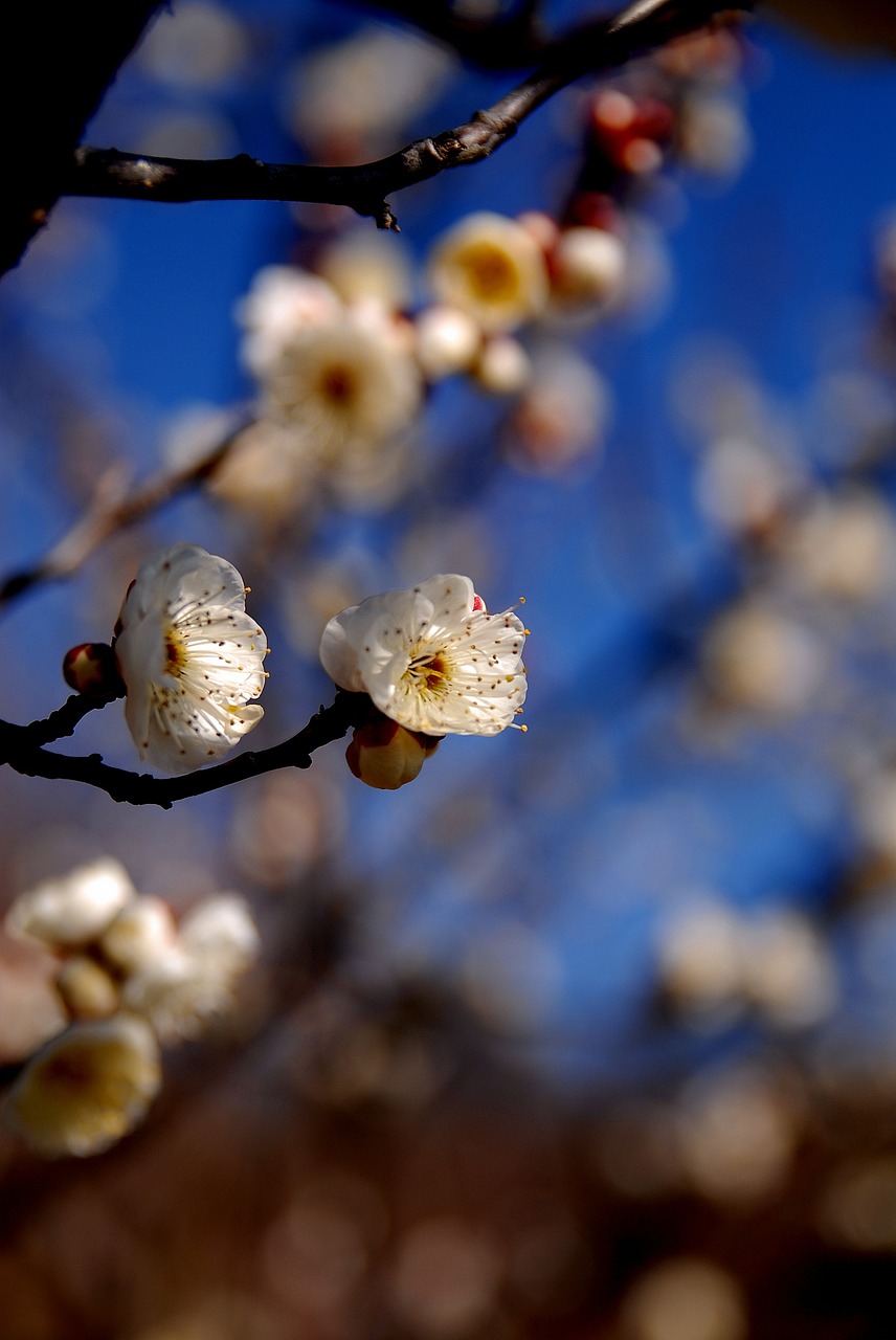 plum grove white yokohama free photo