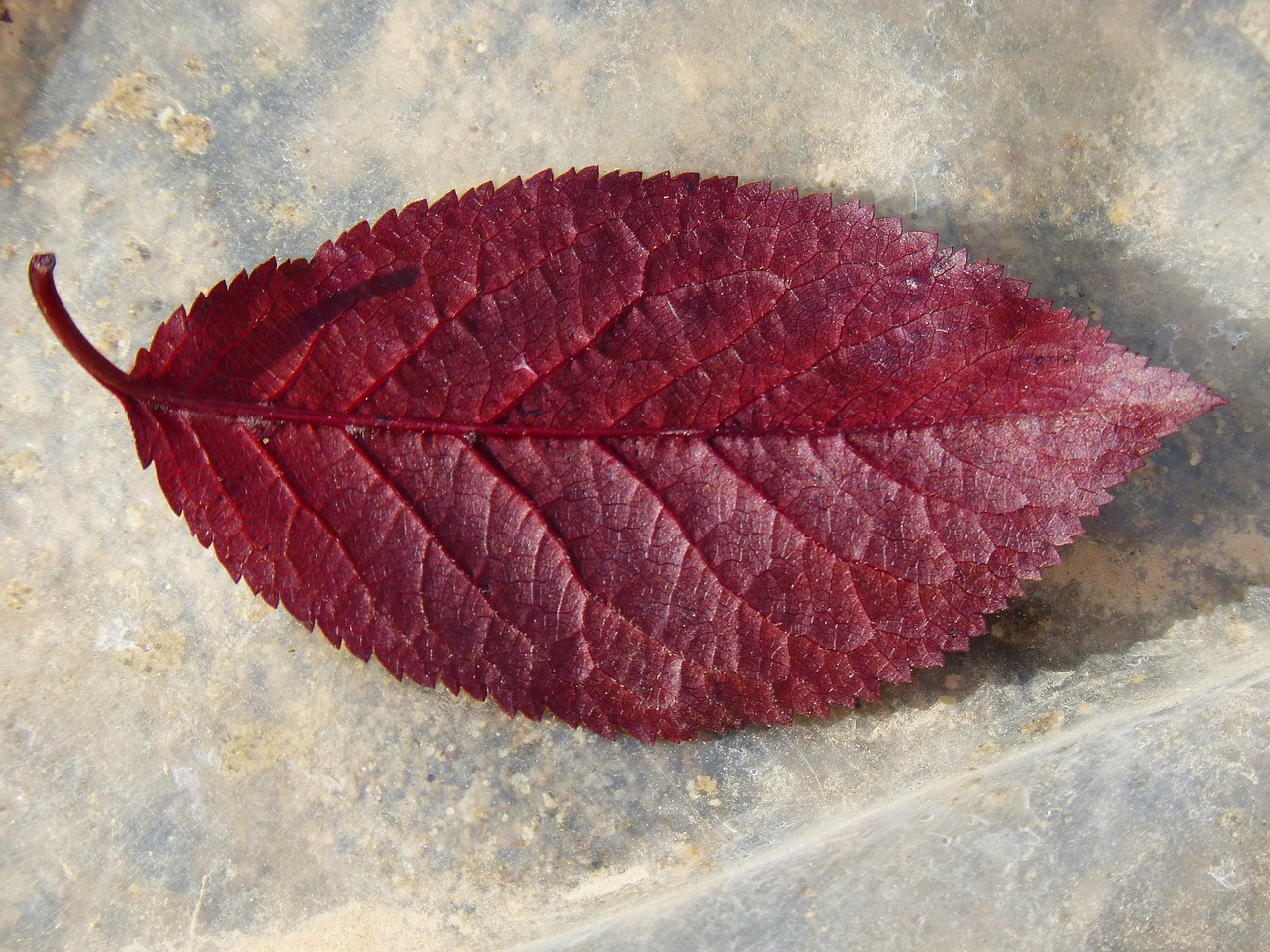 plum leaf red leaf reverse free photo