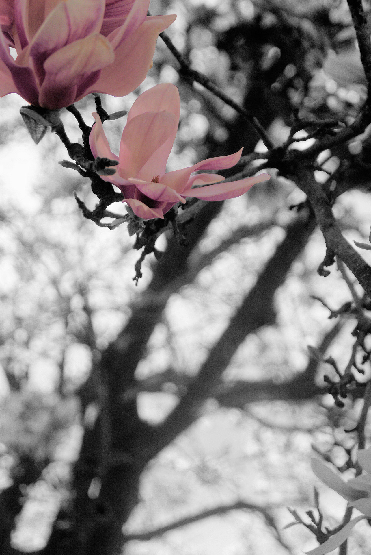 plum blossom flower free photo