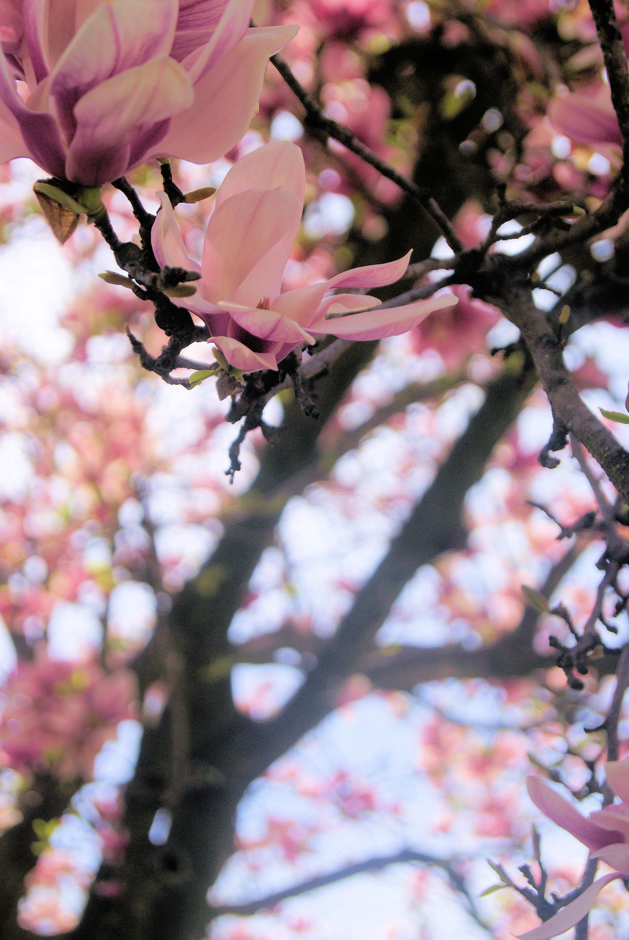 flower tree plum free photo