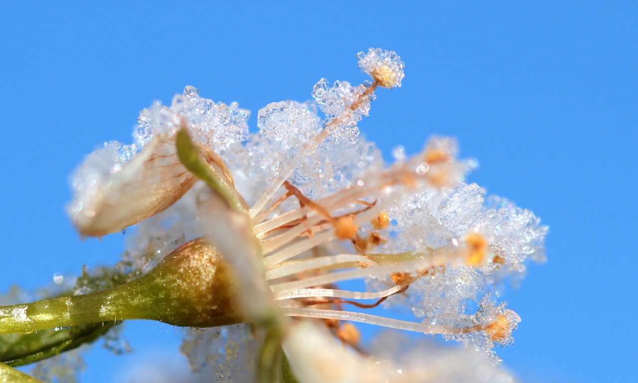 plum tree prunus domestica plum blossom free photo