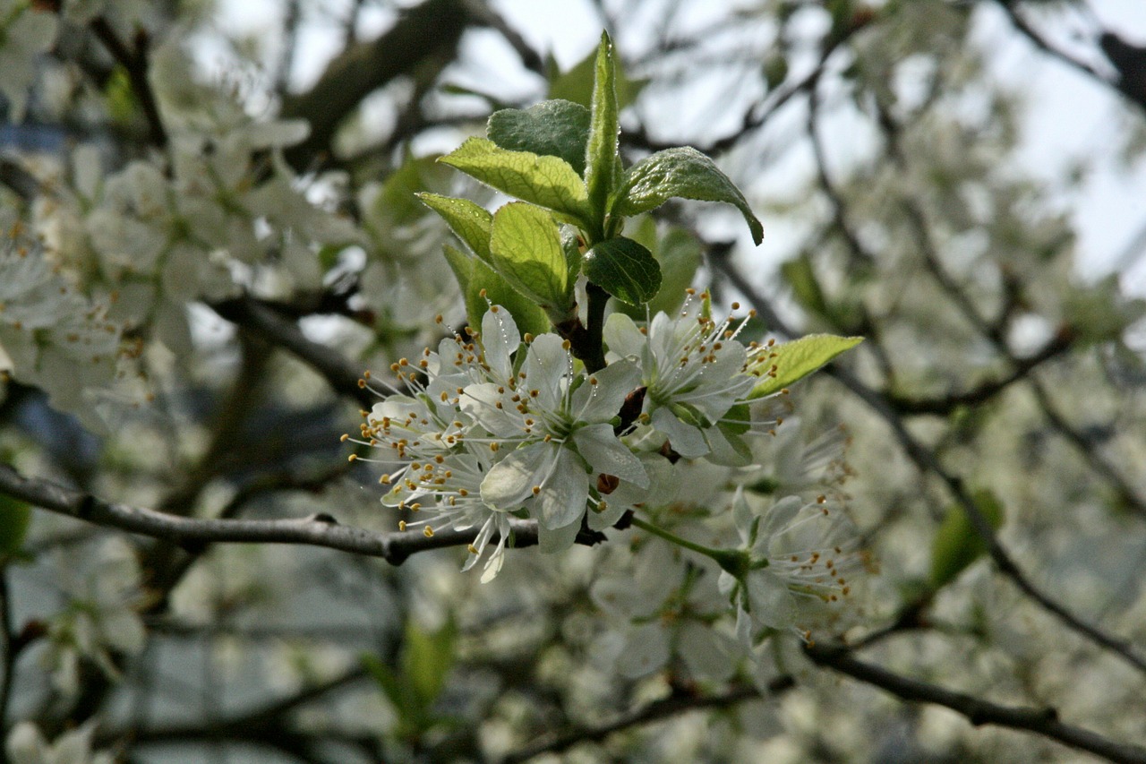 plum tree flowering twig branch free photo