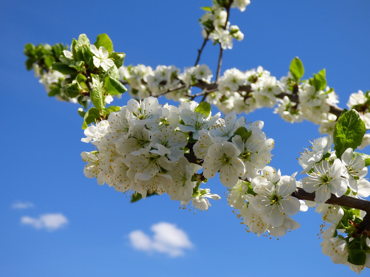 plum trees flowers spring free photo