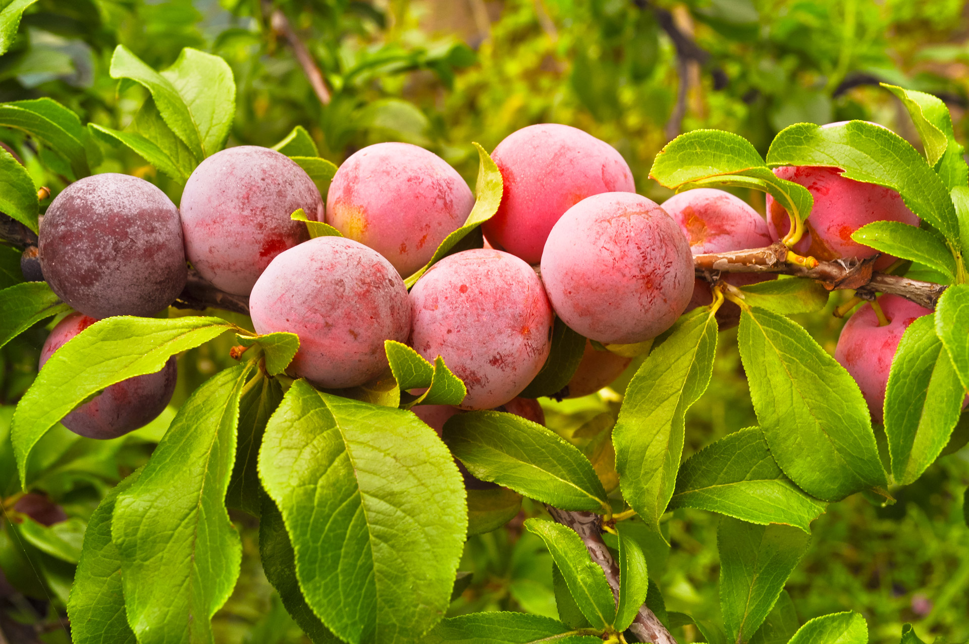 plums berries branches free photo