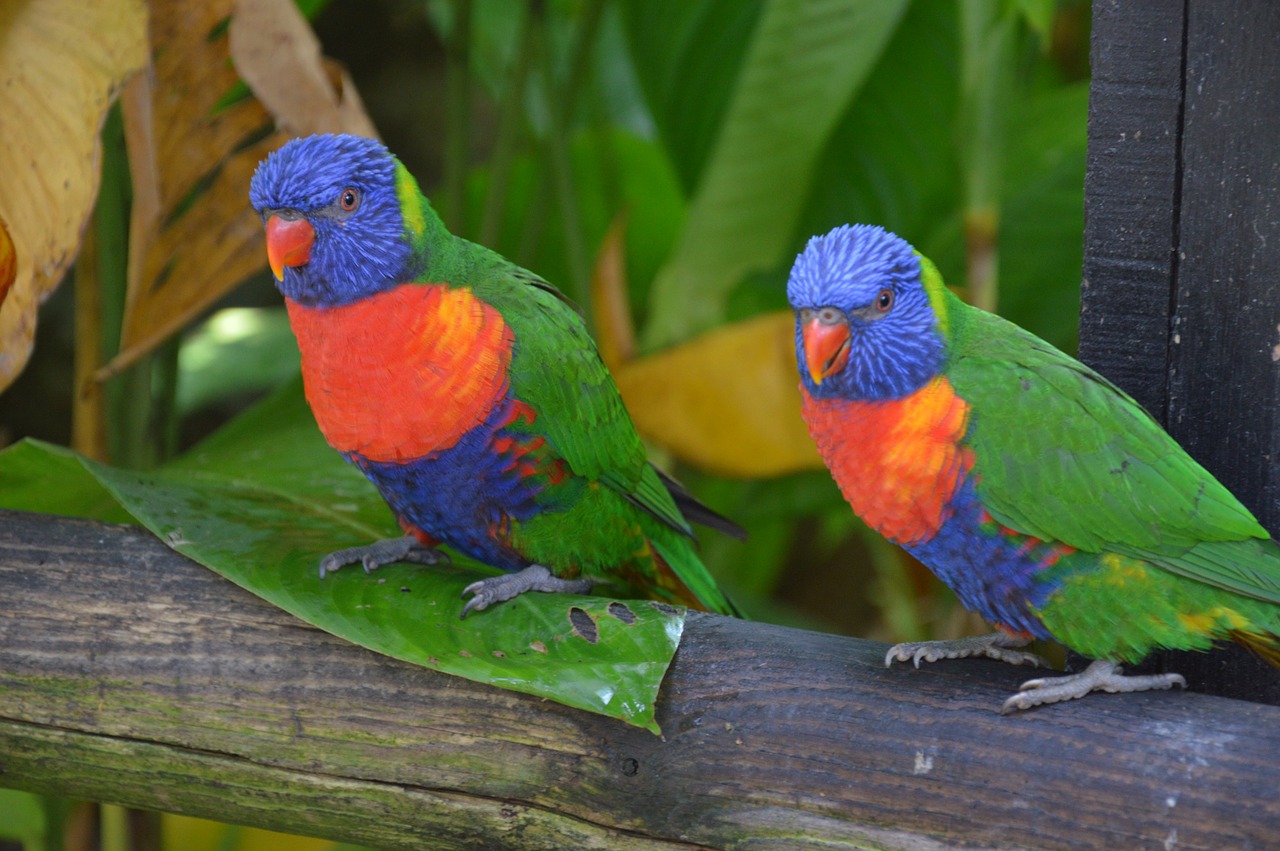 plumage bird parrot free photo