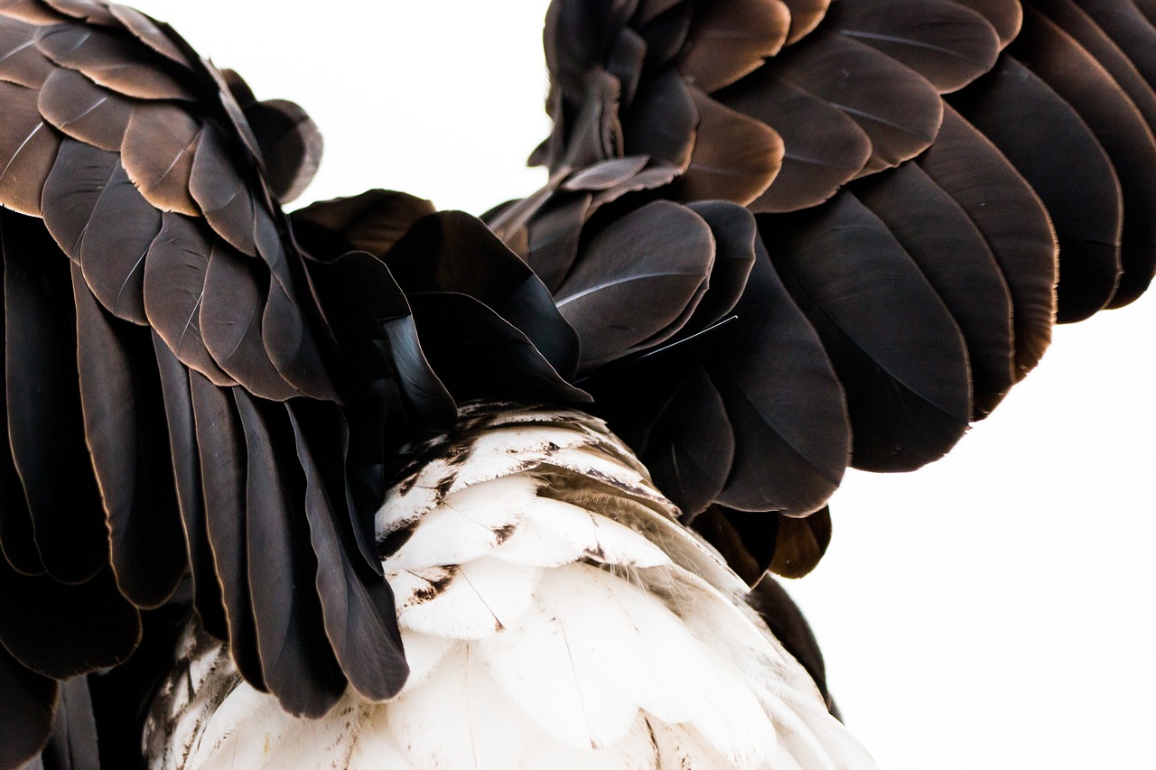 plumage bald eagle haliaeetus leucocephalus free photo