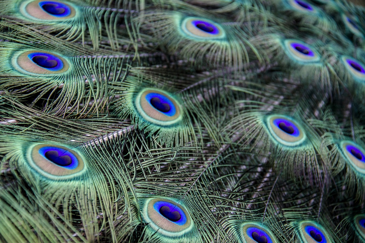 plumage  peacock  feather free photo