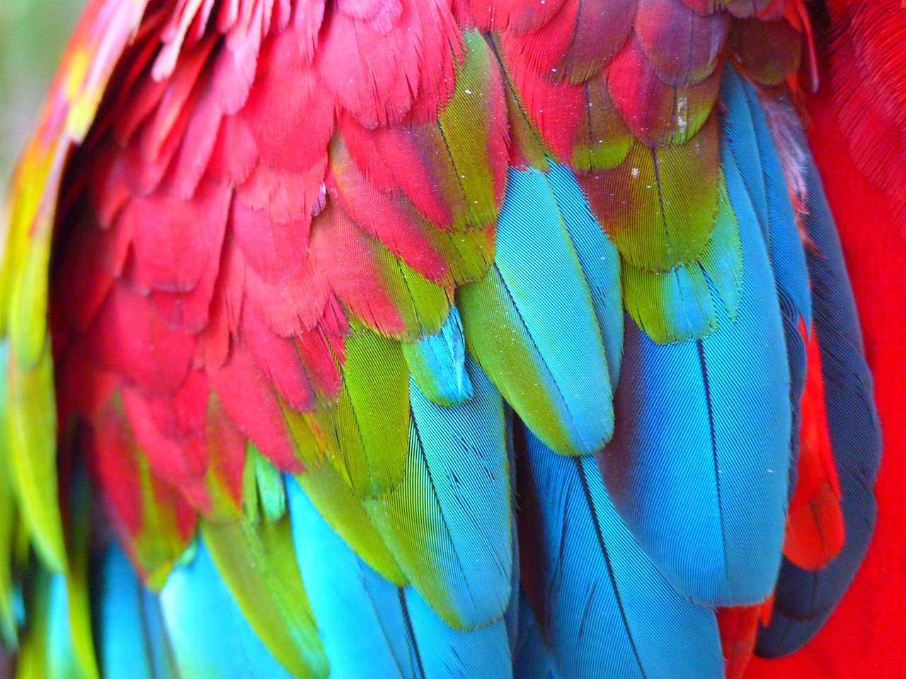 plumage red ara ara erythrocephala free photo