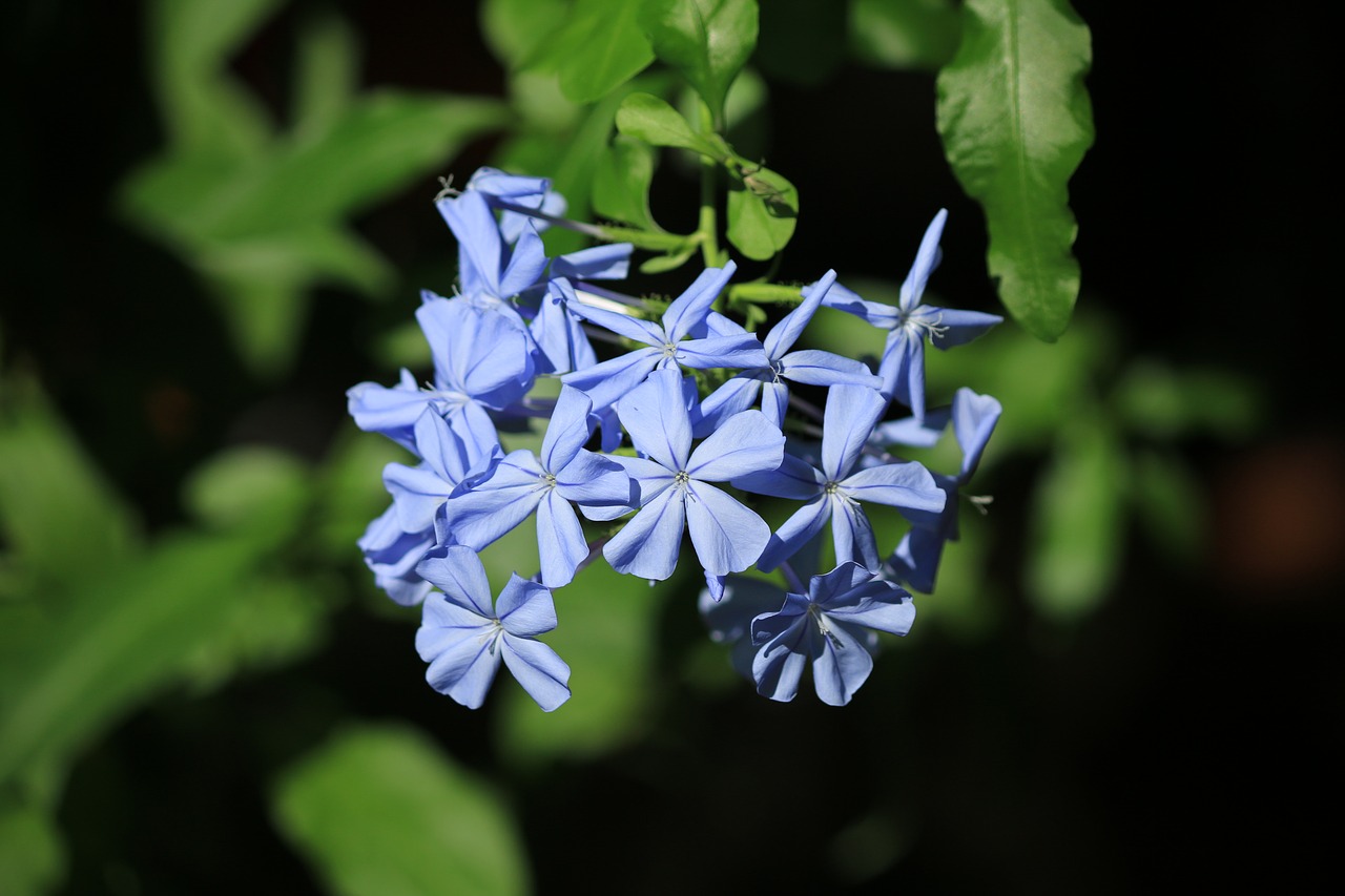 plumbago creeper blue flower free photo