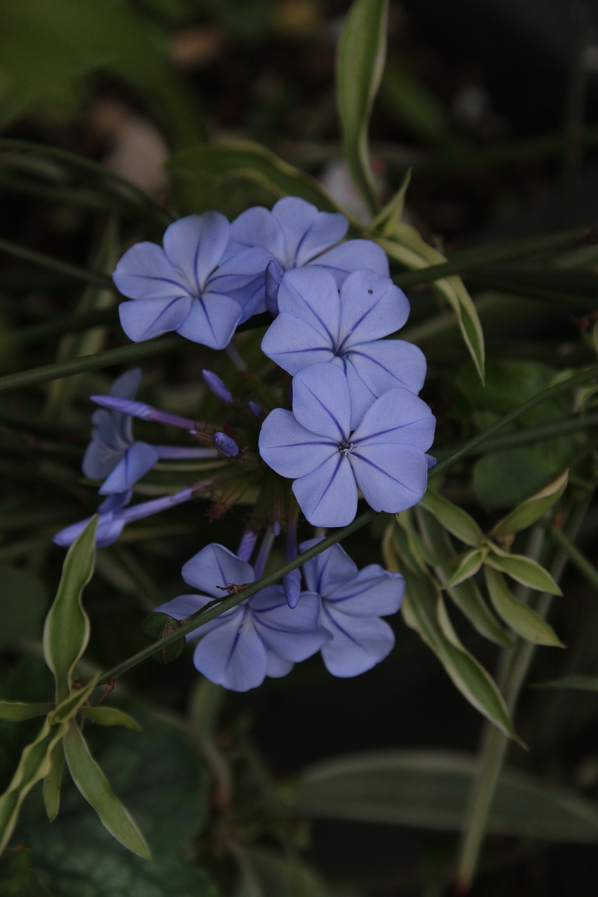 plumbago flower blue flower free photo