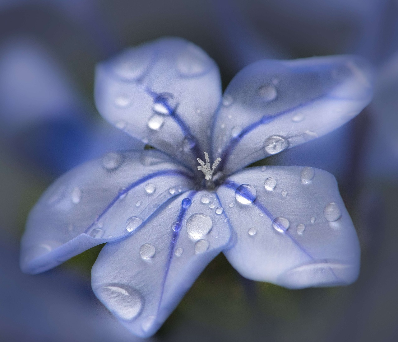 plumbago blue raindrops free photo