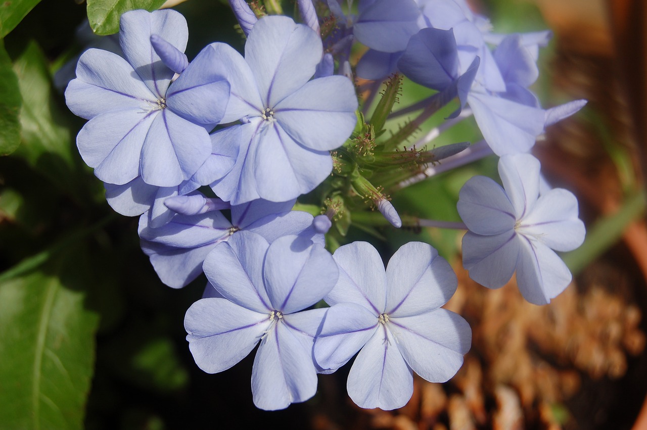 plumbago  blue flowers  bloom free photo