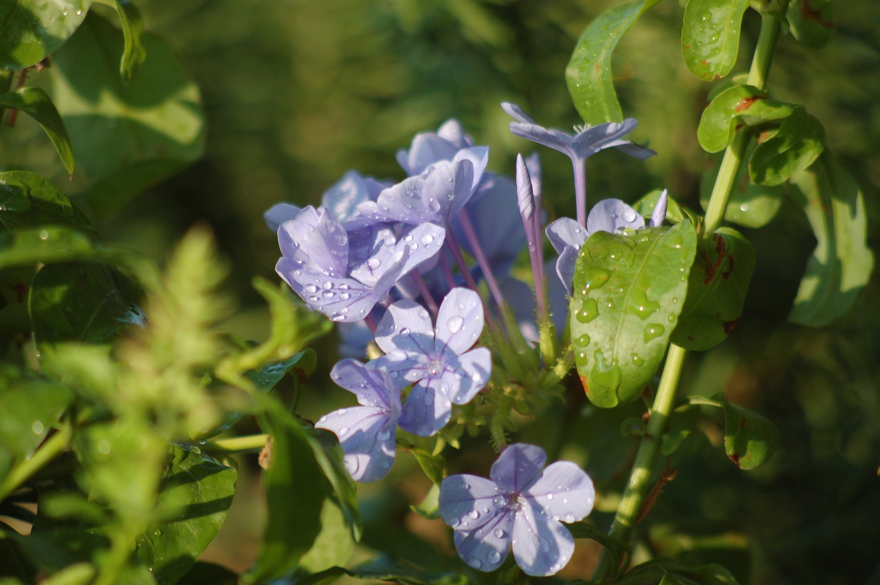 plumbago  blue flower  bloom free photo