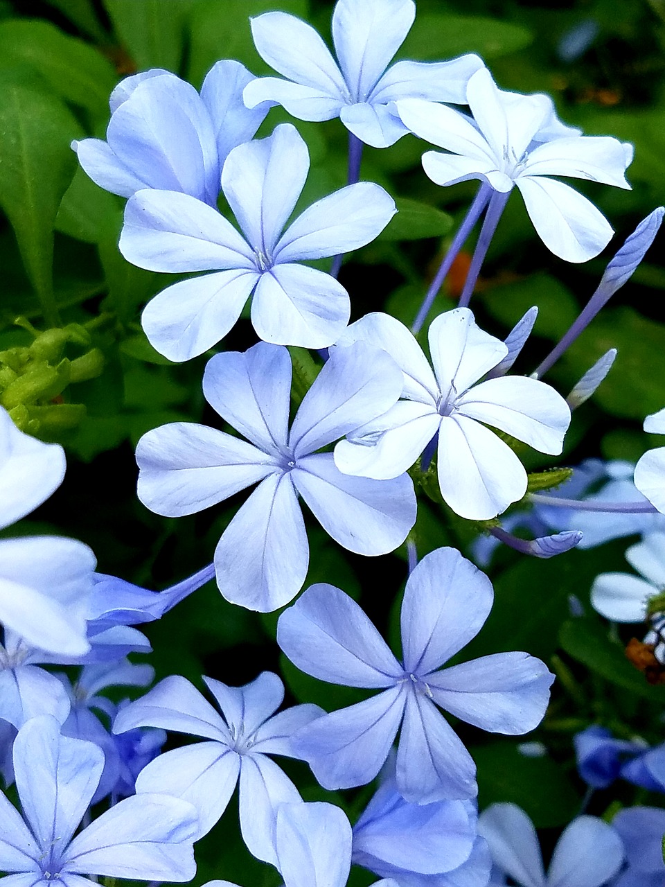 plumbago  blossoms  blue free photo