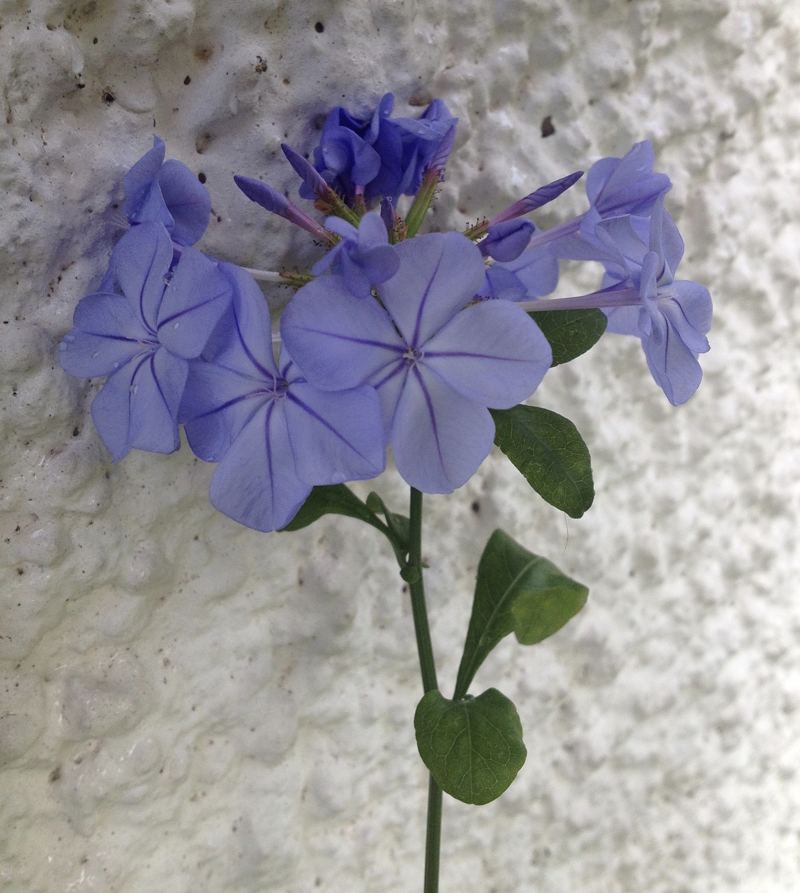 plumbago blue flower free photo