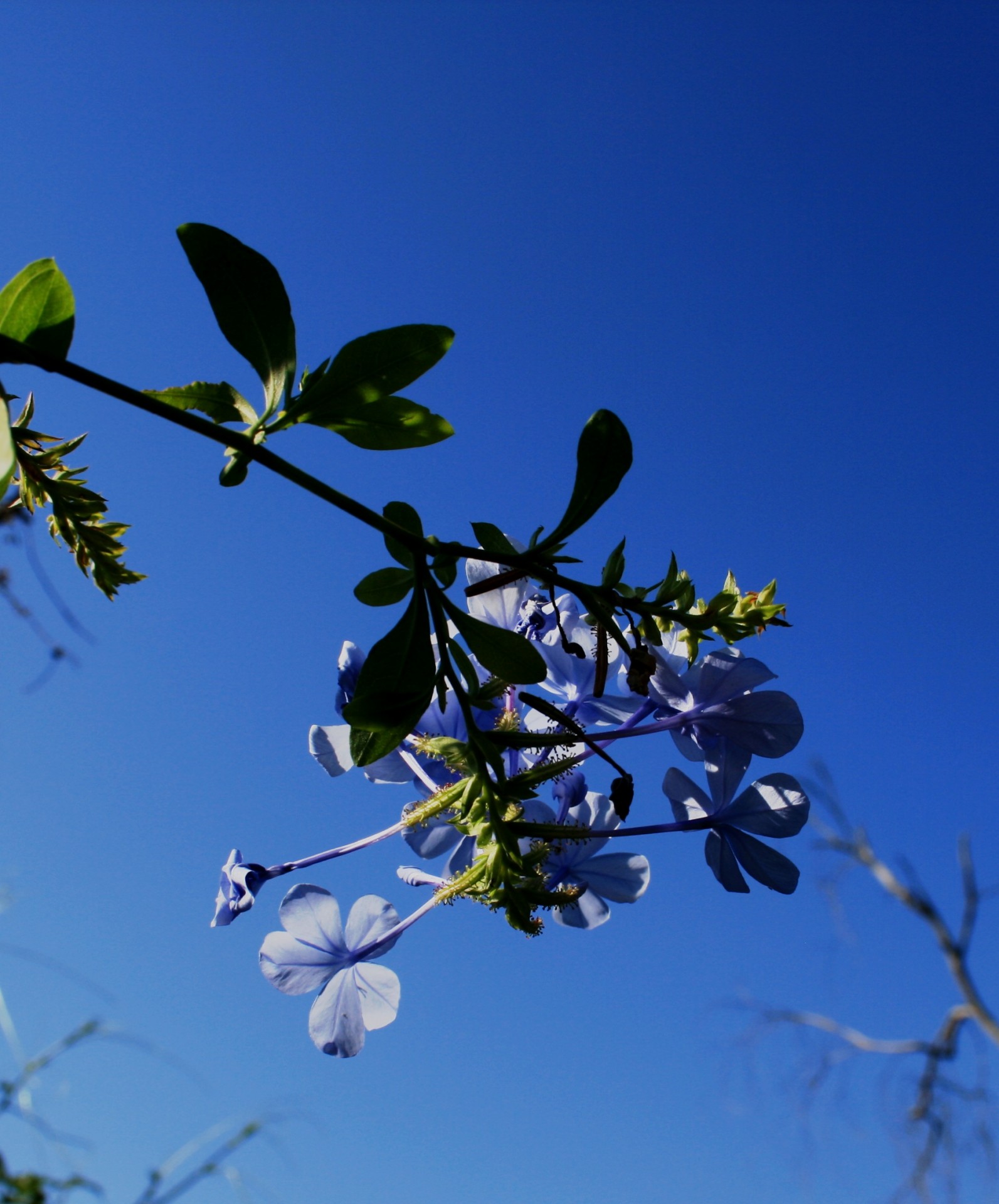 flowers plumbago blue free photo