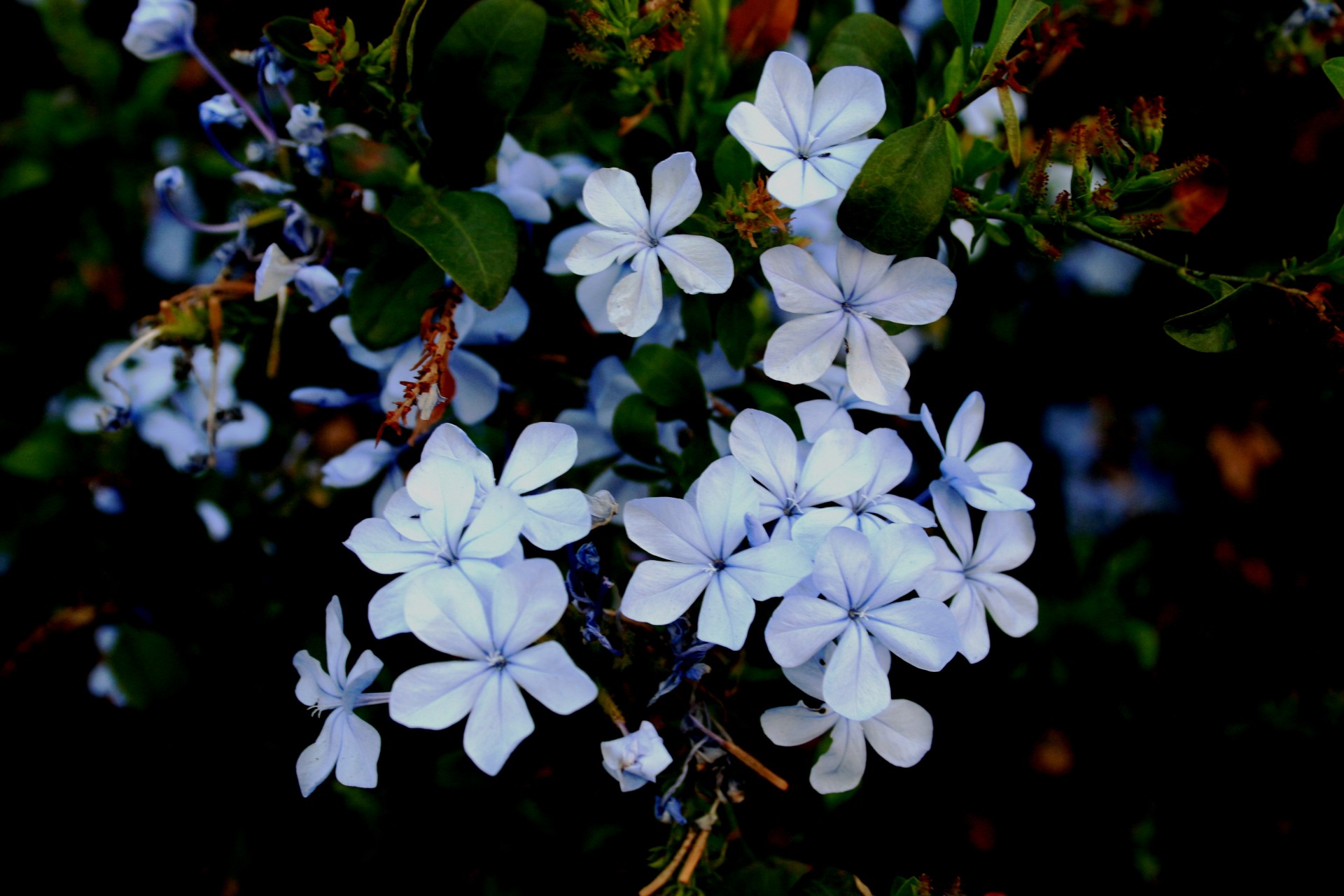 shrub bush flowers free photo