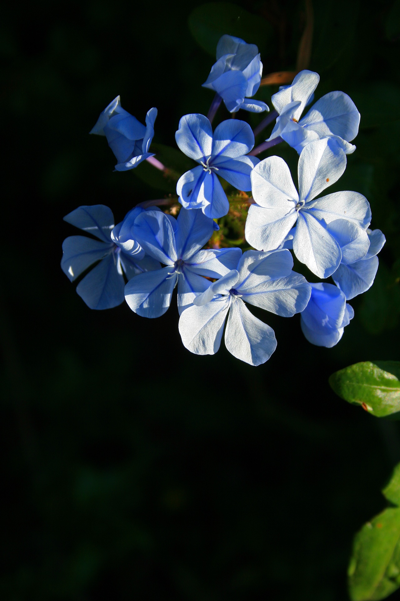 flowers blue light free photo