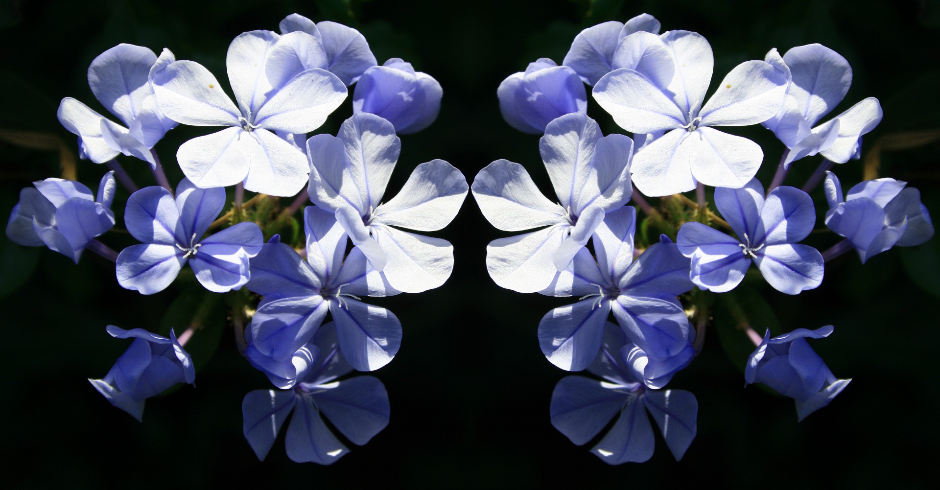 flowers blue cluster free photo