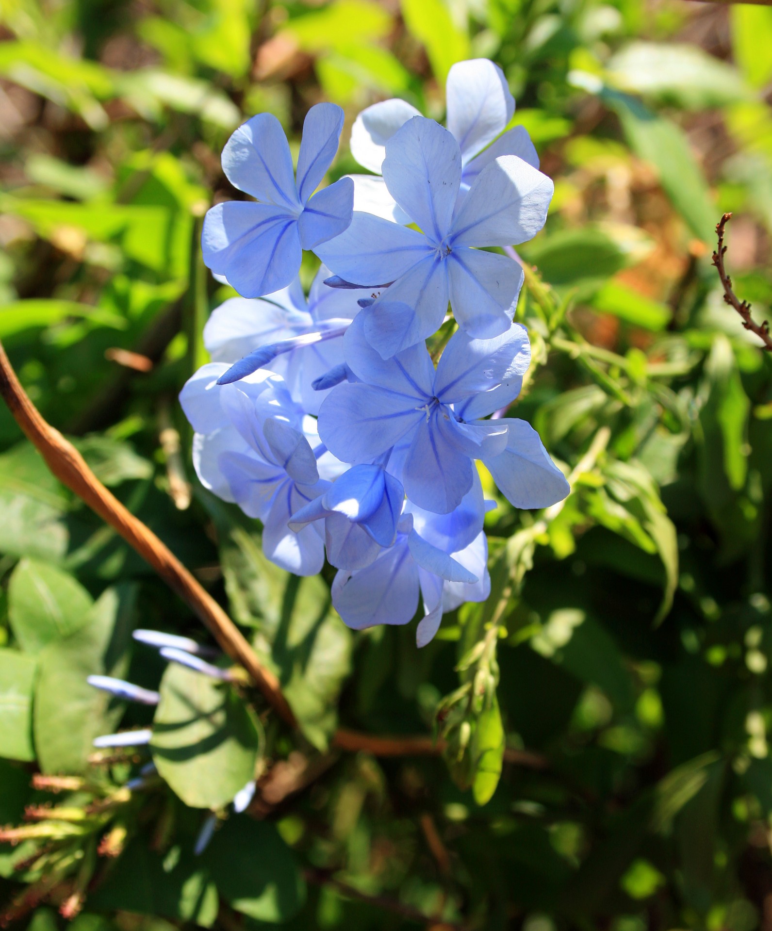 flowers blue dainty free photo