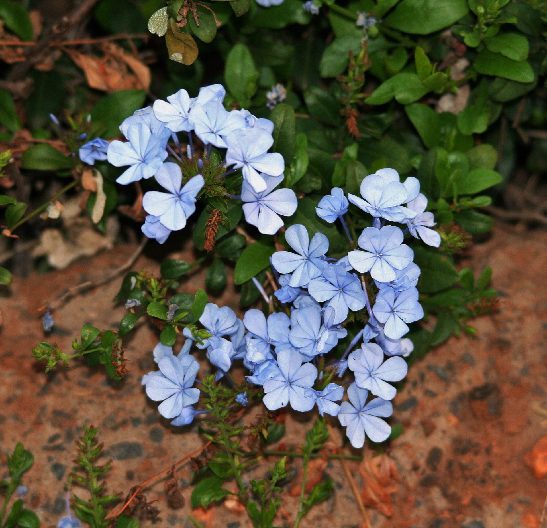 flowers blue bluebush free photo