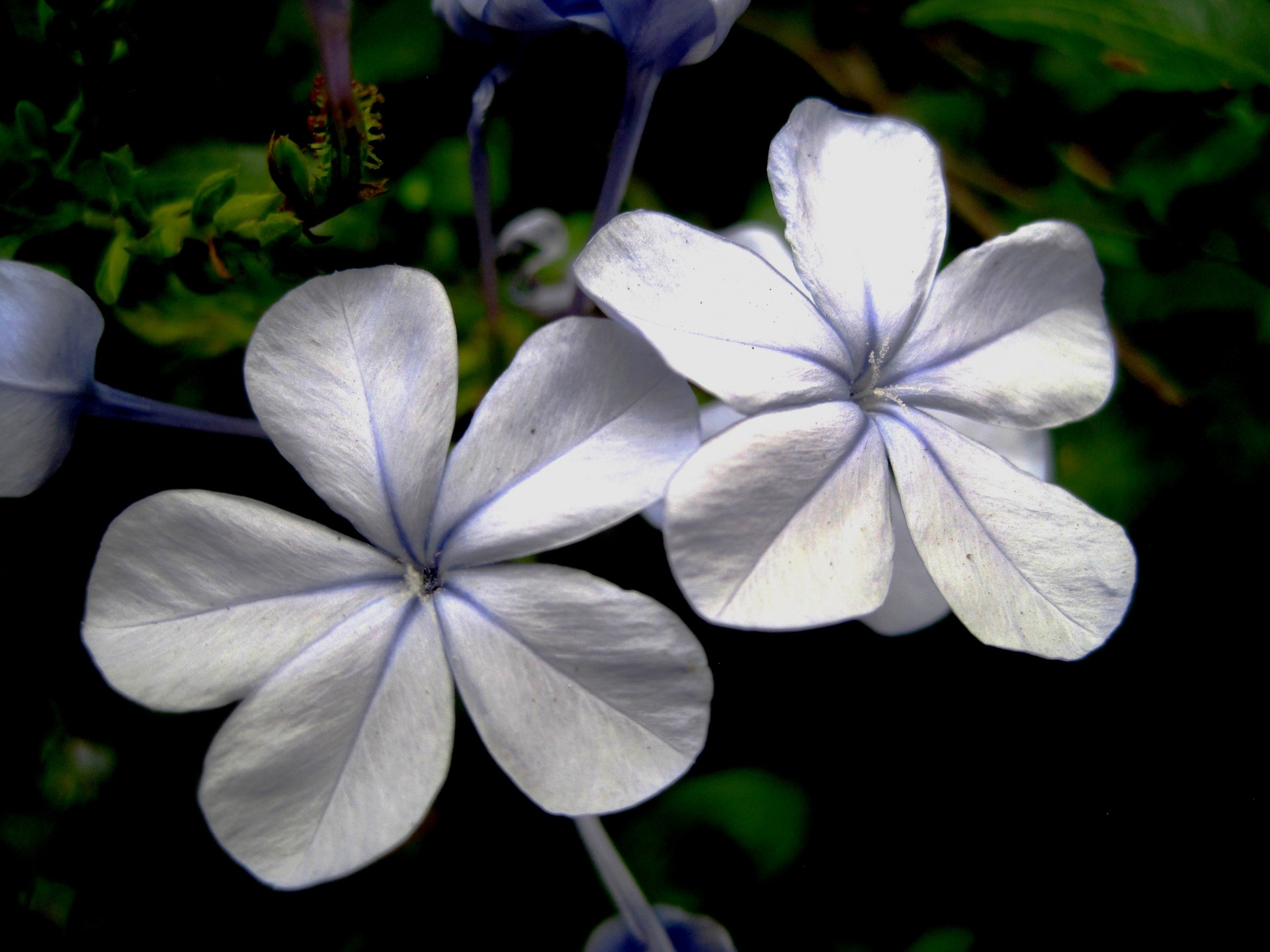 flowers small light blue free photo