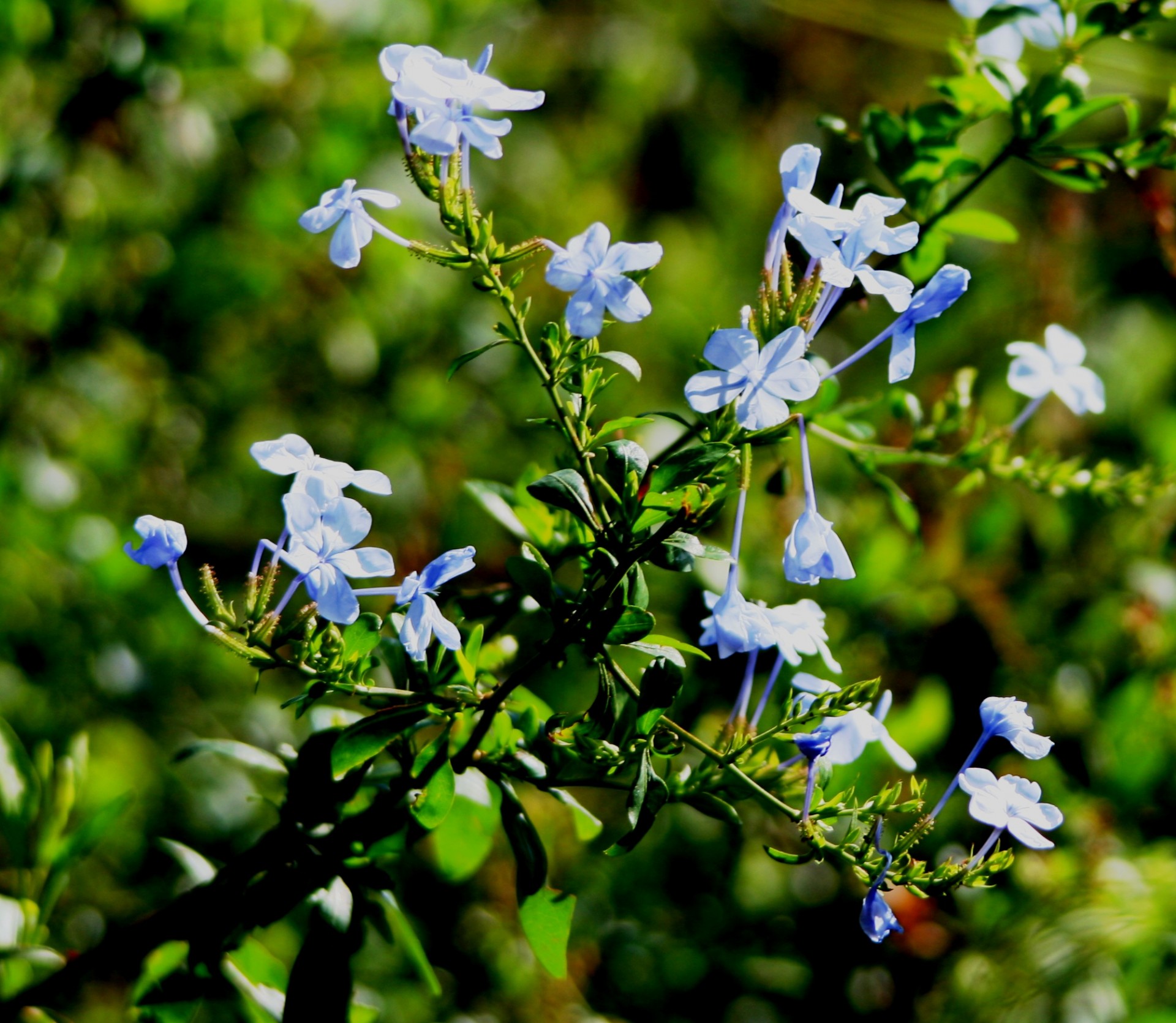 garden shrub bluebush free photo