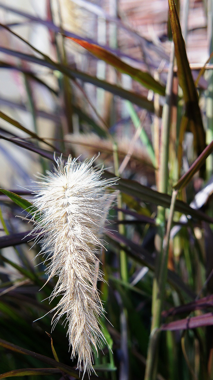 plume plume grass grass free photo