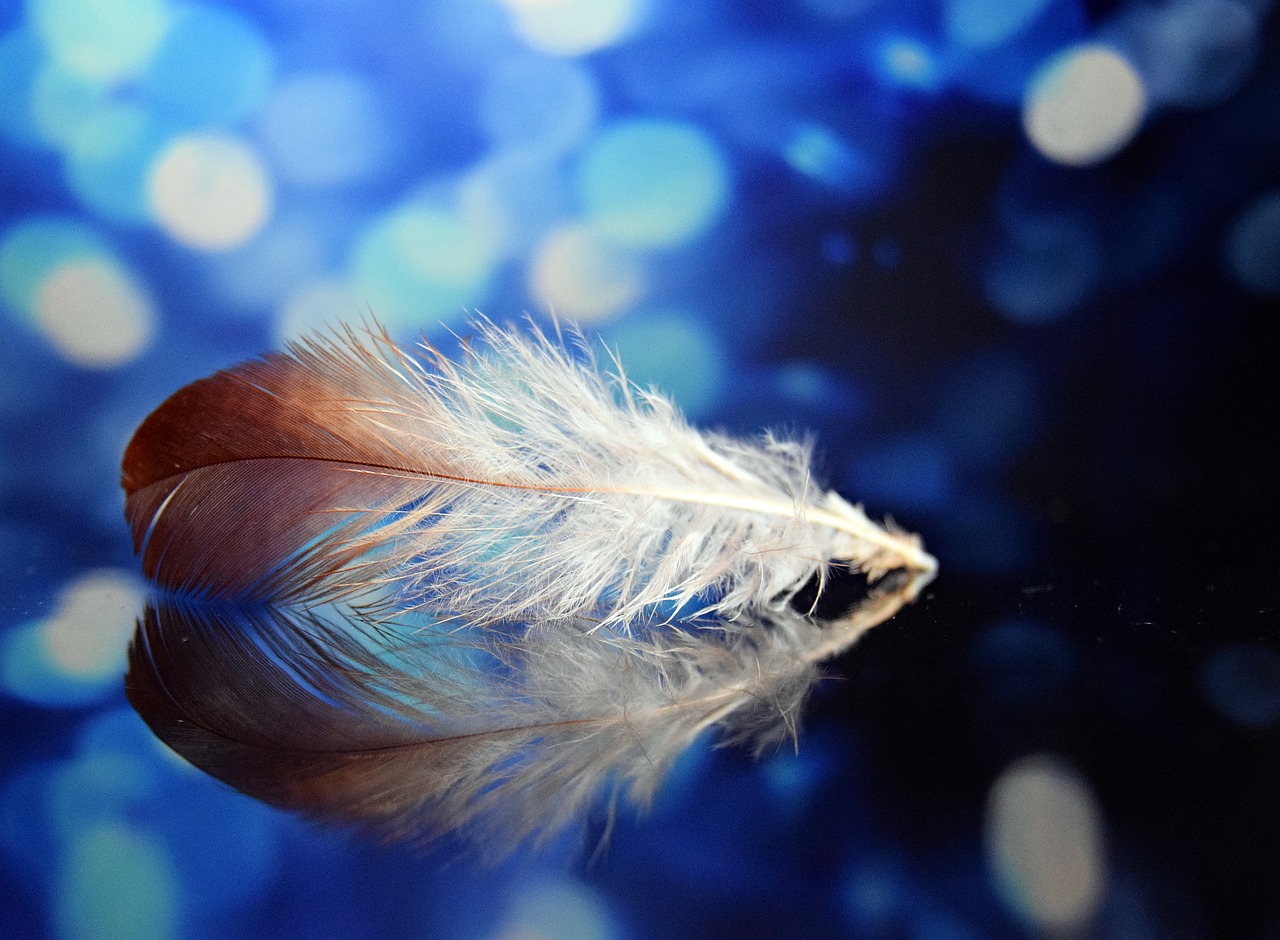 plume blue bokeh free photo