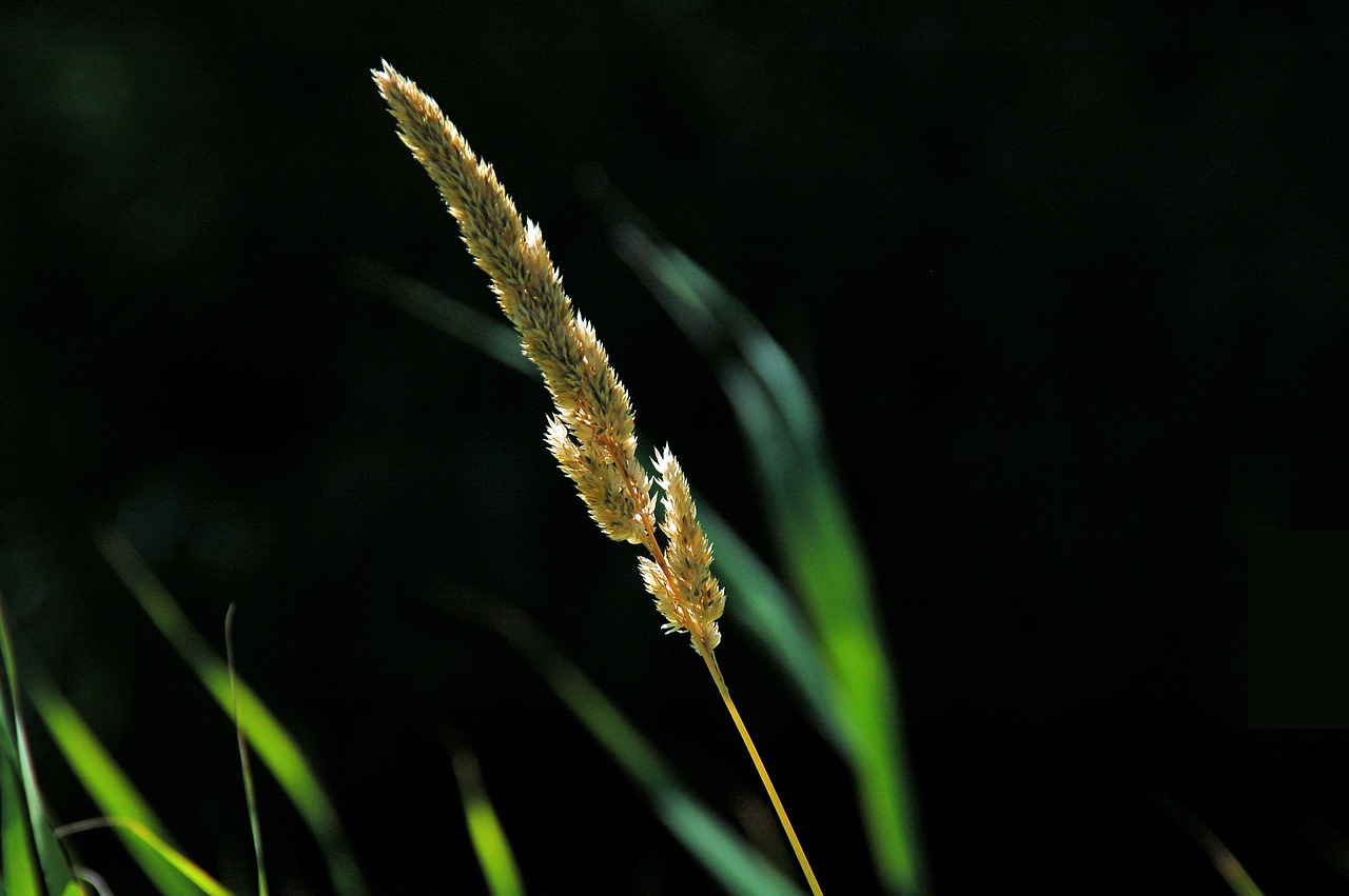 plume  sun  reed free photo