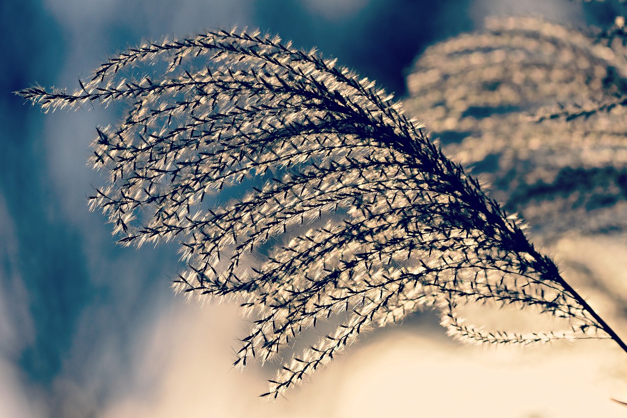 plume  plant  flower free photo