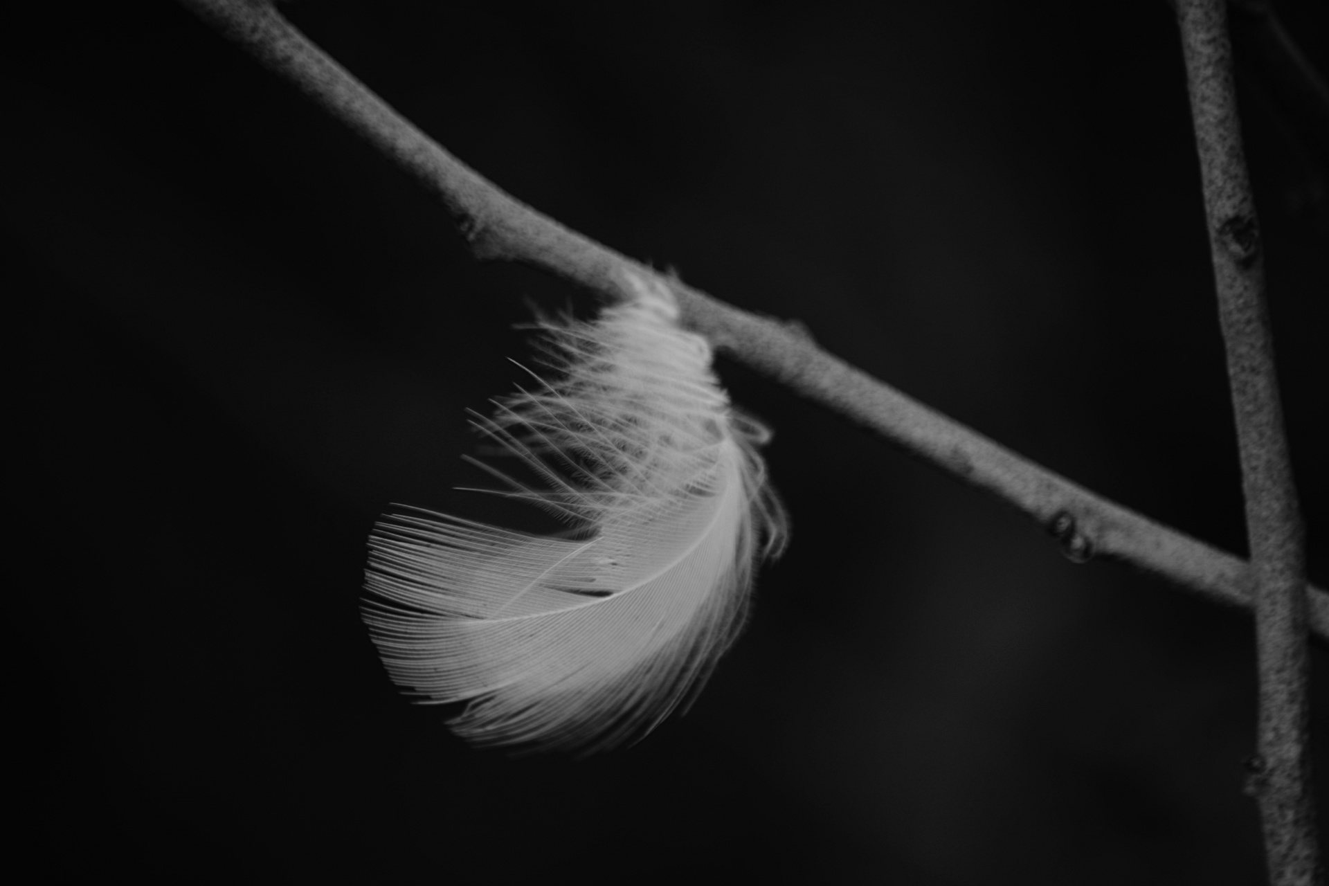 feather bird nature free photo