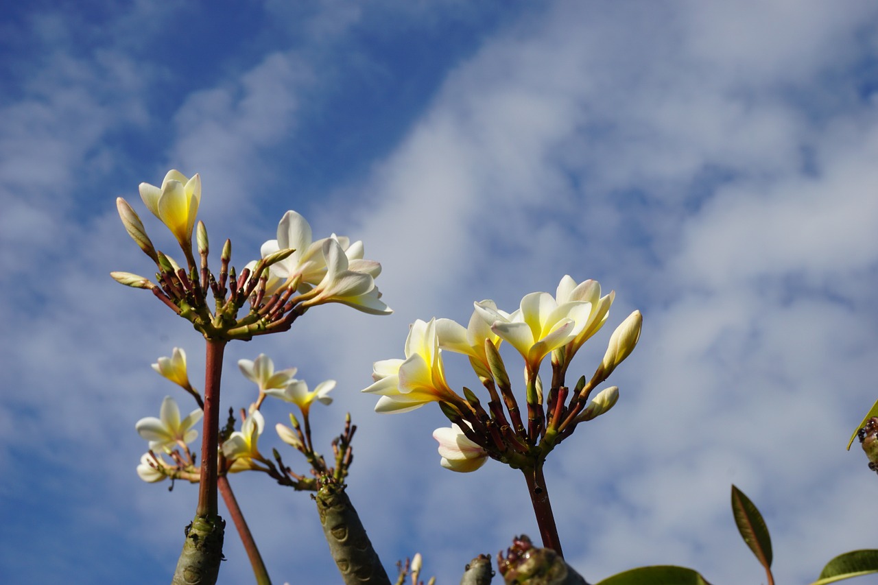 plumeria white bali free photo