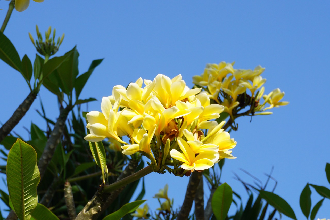 plumeria bali plant free photo