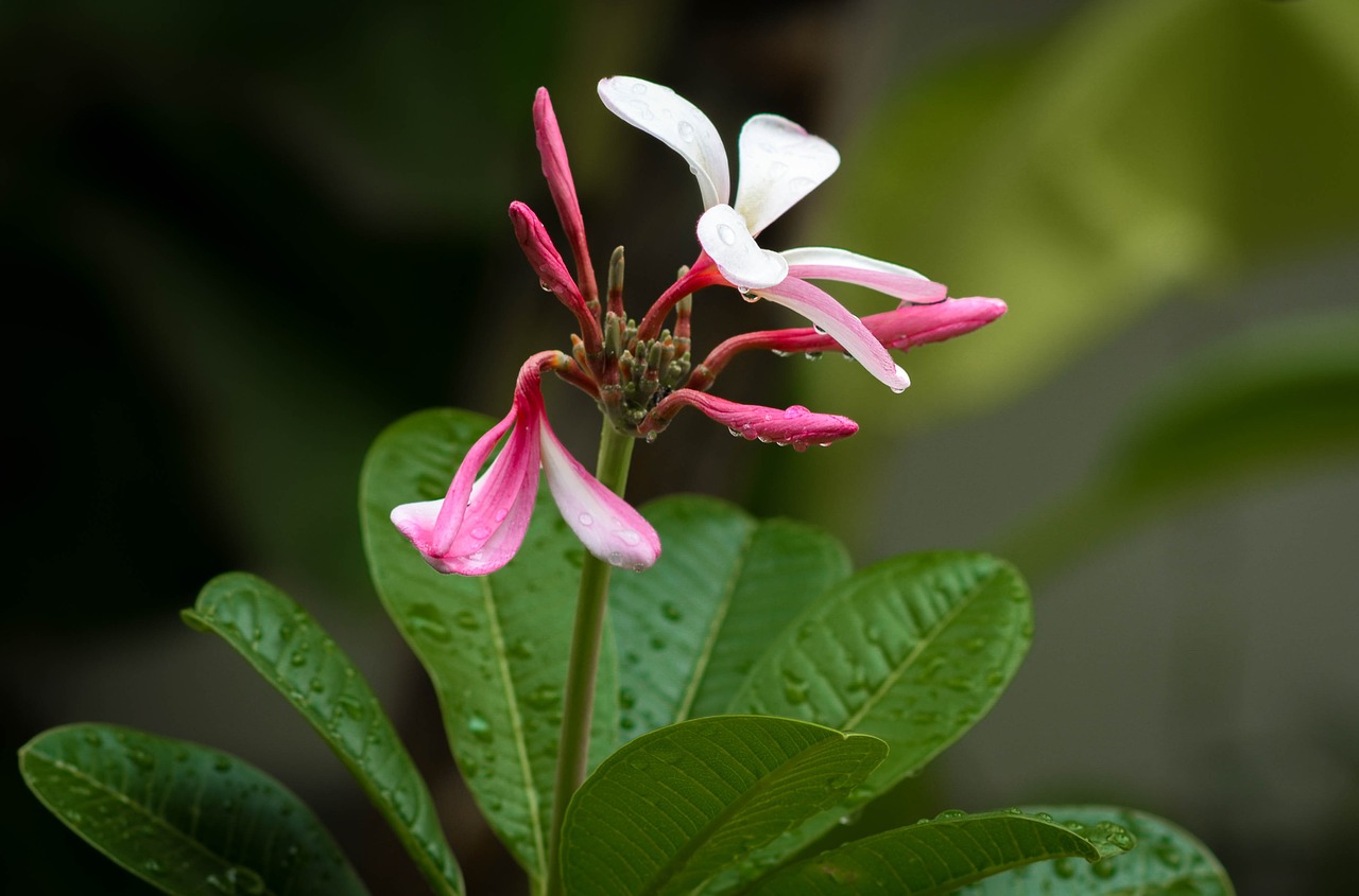 plumeria flower tropical free photo