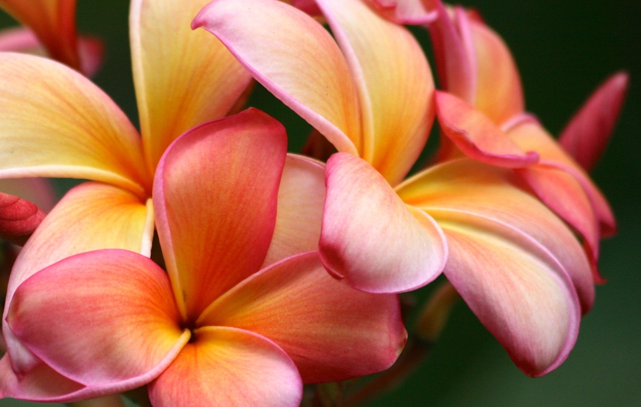 plumeria flower nature free photo