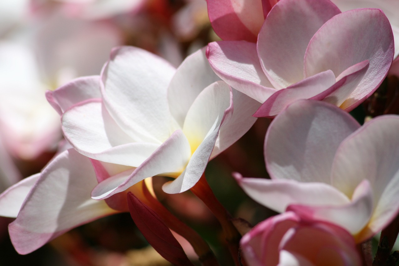 plumeria flowers floral free photo