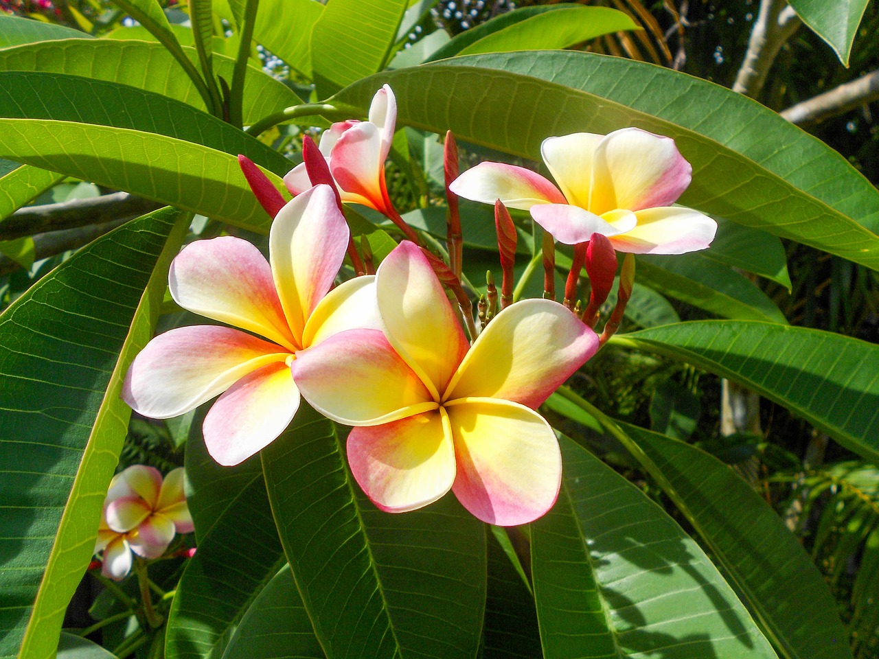 plumeria flower tropical free photo