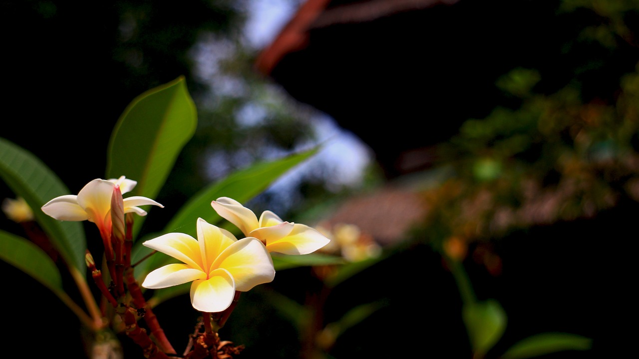 plumeria hotel summer free photo