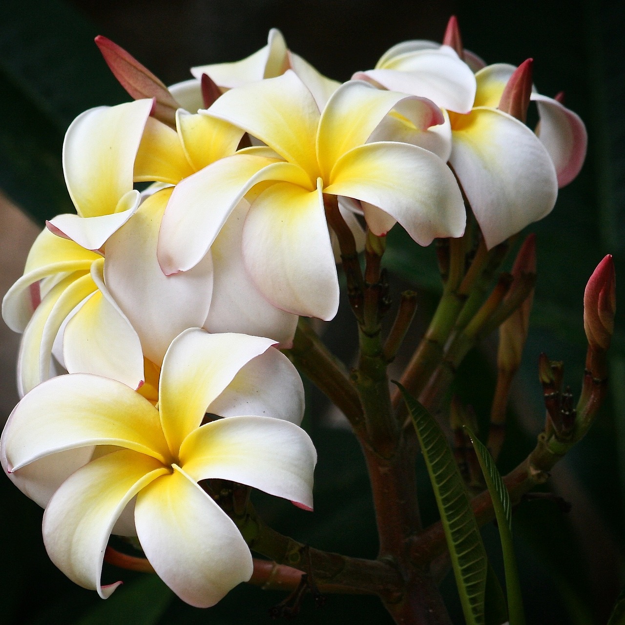 plumeria flowers white free photo