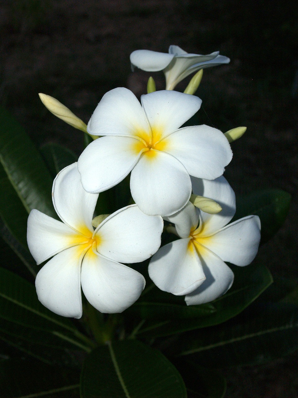 plumeria closeup tree free photo