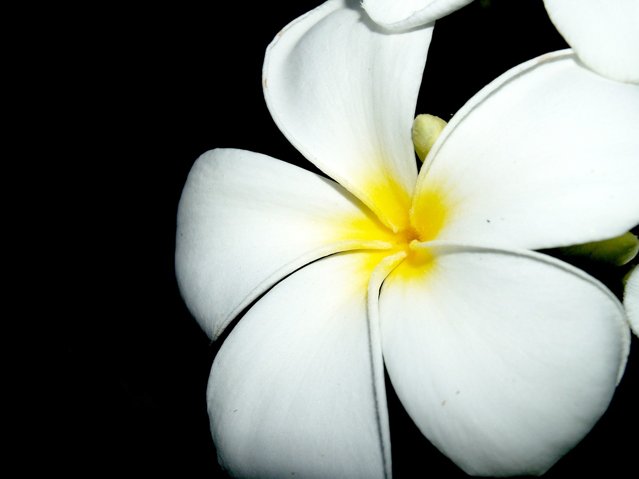 plumeria closeup tree free photo