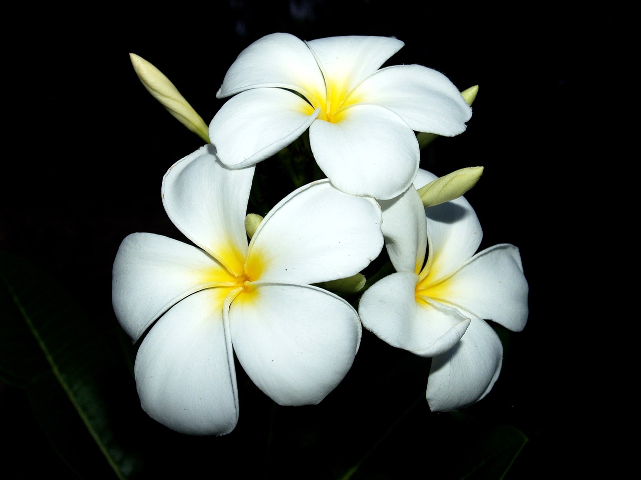 plumeria closeup tree free photo