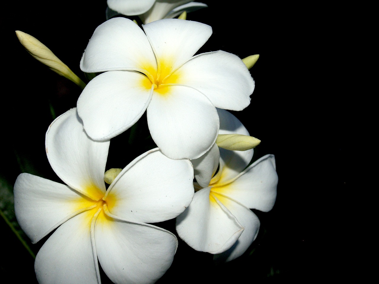 plumeria closeup tree free photo