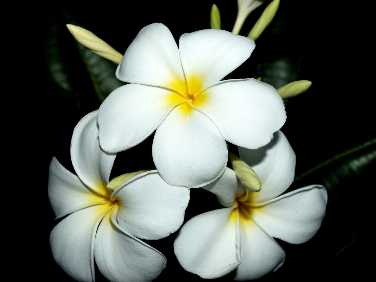 plumeria closeup tree free photo