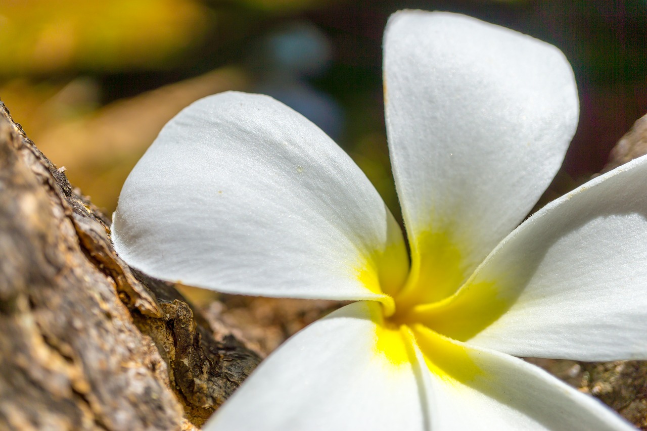 plumeria flower tropical free photo