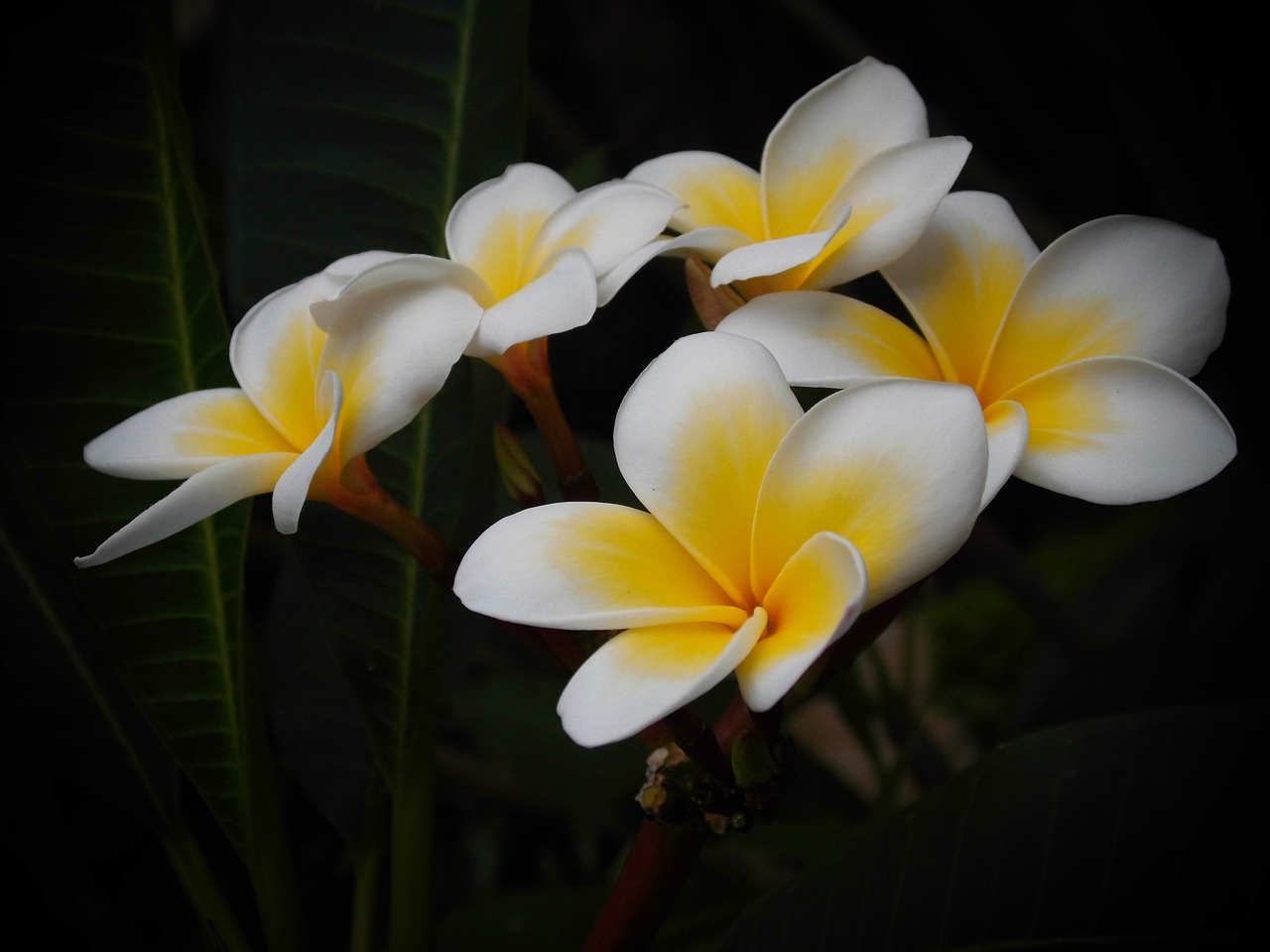 plumeria riviera community free photo