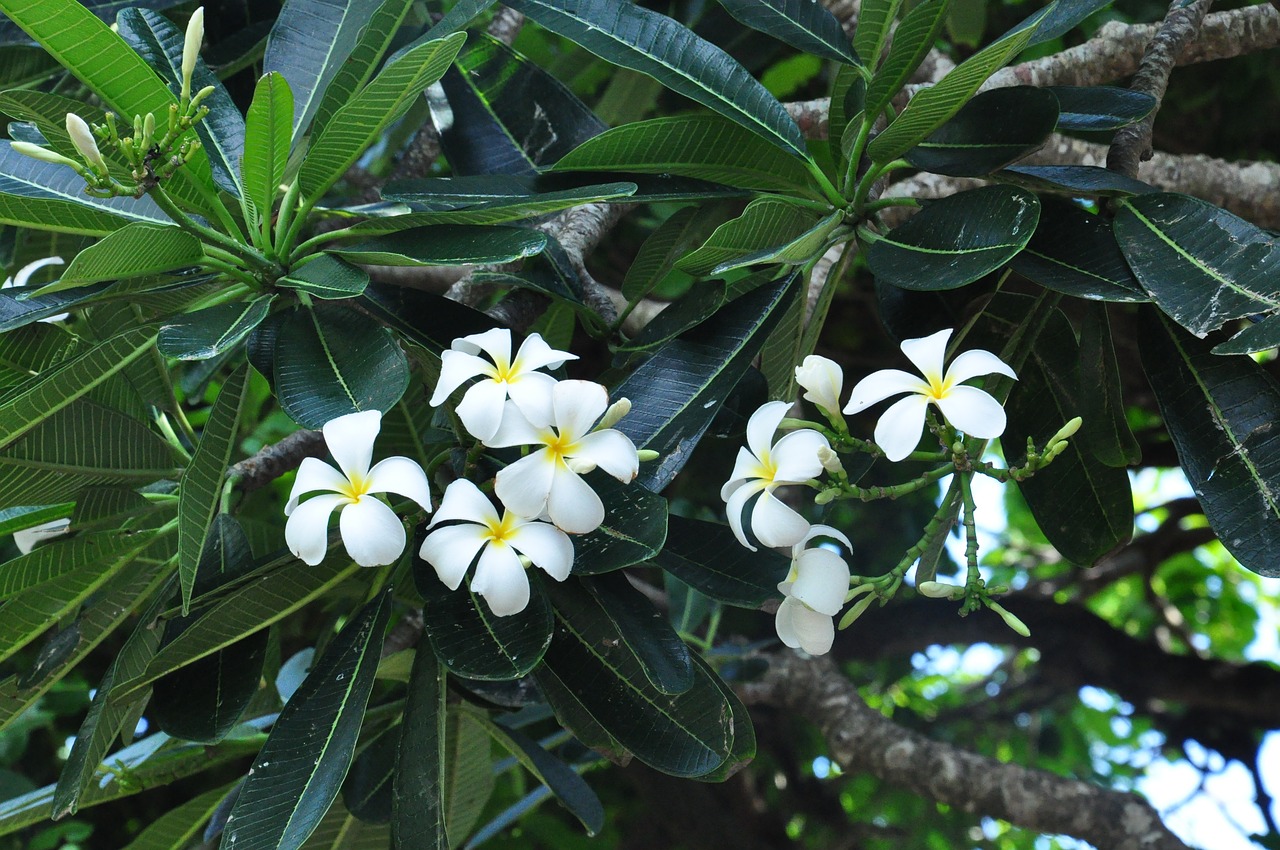 plumeria plant flowers free photo