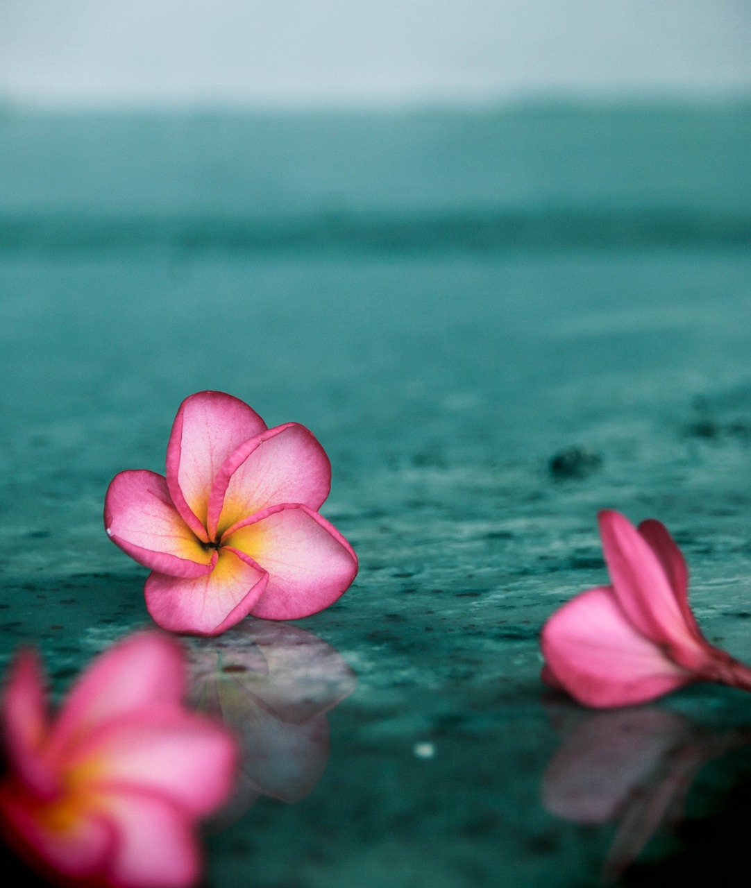 plumeria flower sri lanka free photo